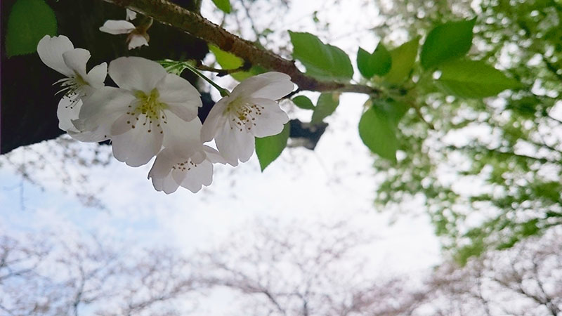 桜