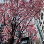 春と桜と共に感じる季節の変化