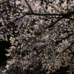 春の訪れと新たなスタート